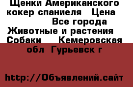Щенки Американского кокер спаниеля › Цена ­ 15 000 - Все города Животные и растения » Собаки   . Кемеровская обл.,Гурьевск г.
